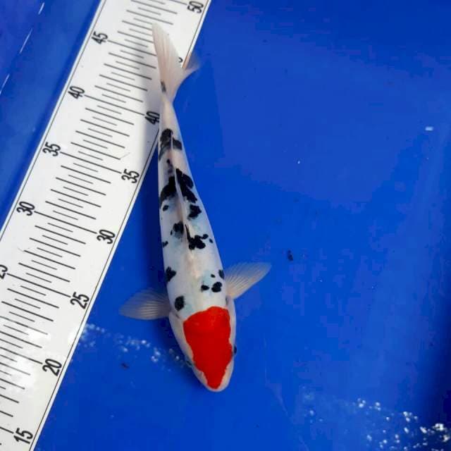 Tancho sanke original 26 cm
