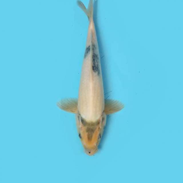 ND DRACO TATEG 30CM