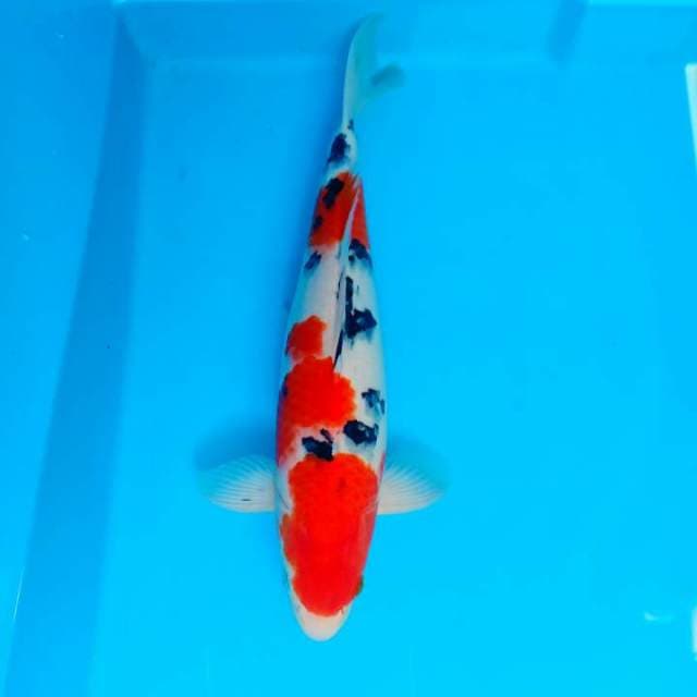 Sanke 40cm