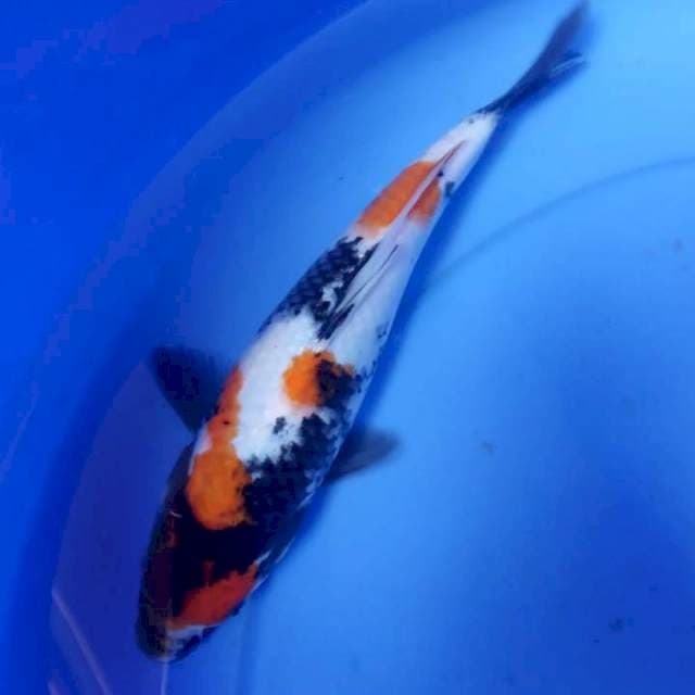 Showa 25cm