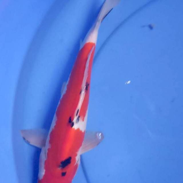Sanke 28cm