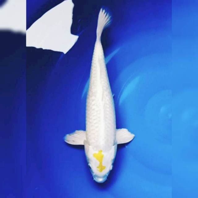 Tancho petir