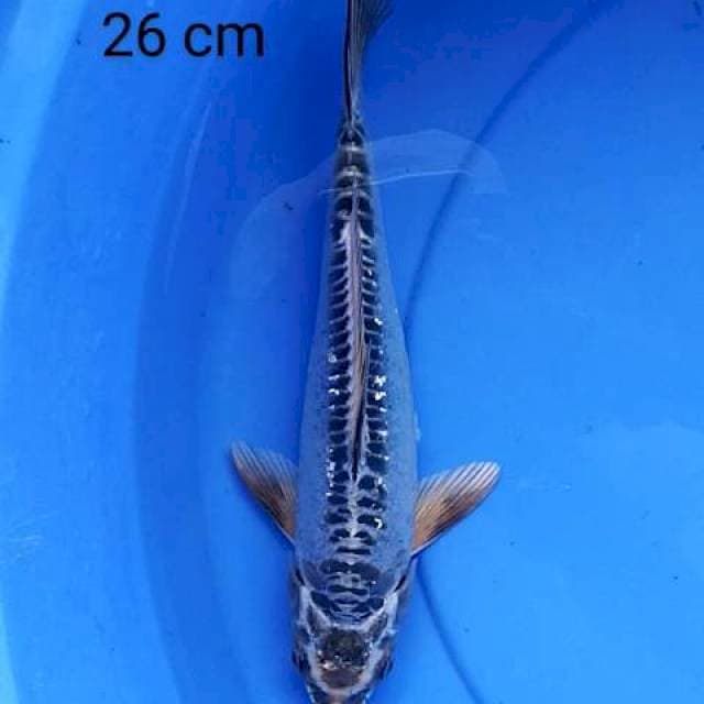 Silver bling 26 cm