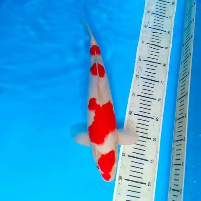 Kohaku 40cm