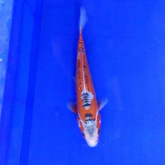Hi Sushui