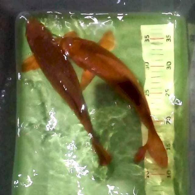 8. Polos Magoi 2 ekor || 29 cm
