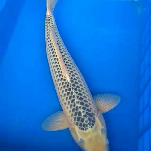 Asagi 53cm, male
