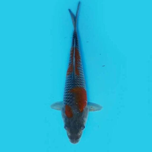 ND AURGA 21CM