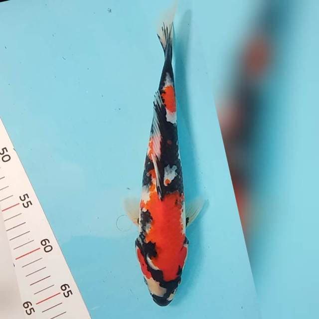 Showa siip 26cm original