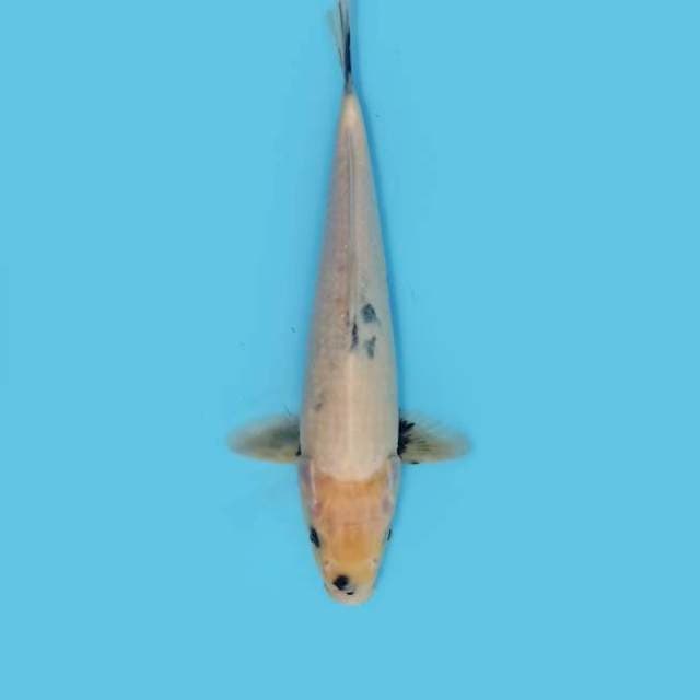 ND ANTLIA 31CM