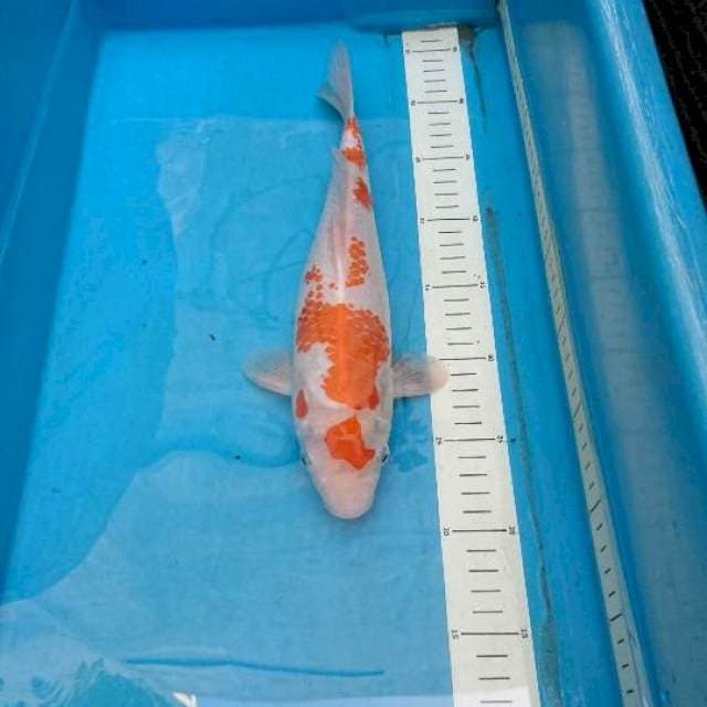 Kanoko Kohaku 31cm