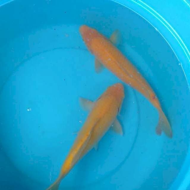 Duo karasi 34-35cm body yes