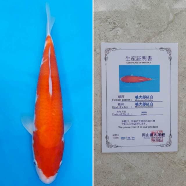 Momotaro kohaku 33cm sertifikat