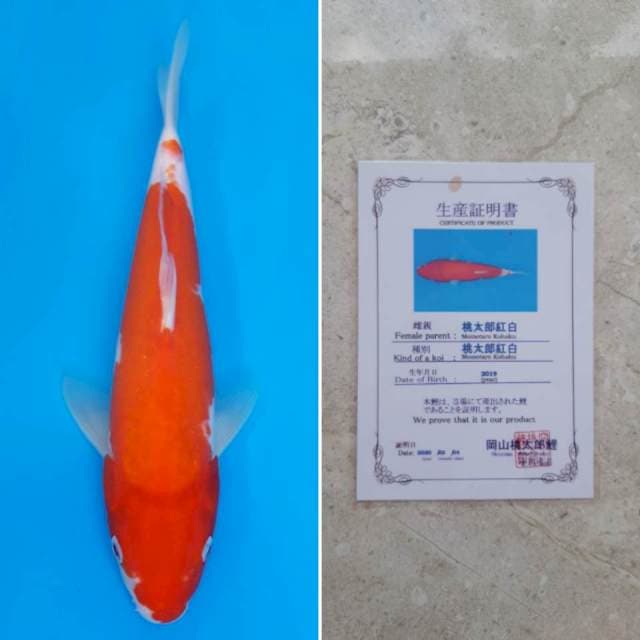 Momotaro kohaku 30cm sertifikat
