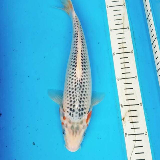 ASAGI 32 cm