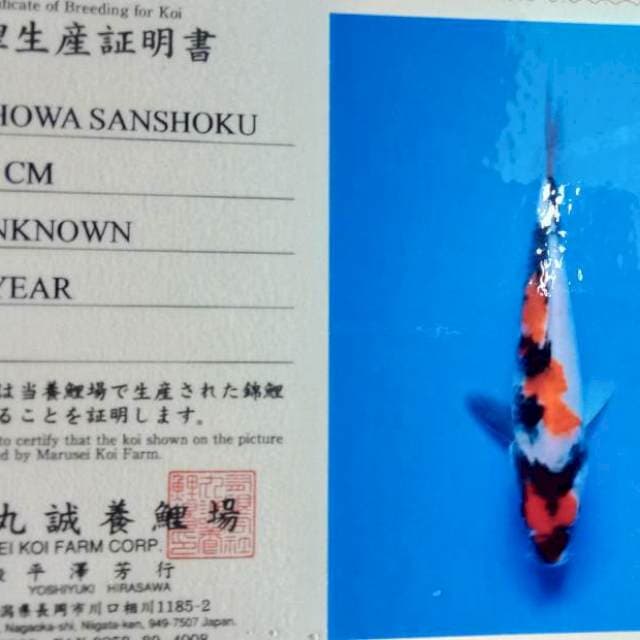 Showa tosai marusei