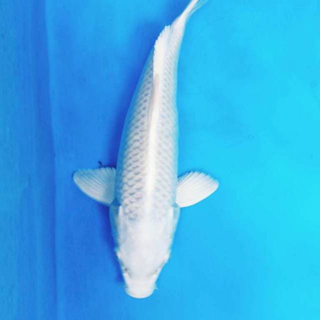 PUTIH SALJU