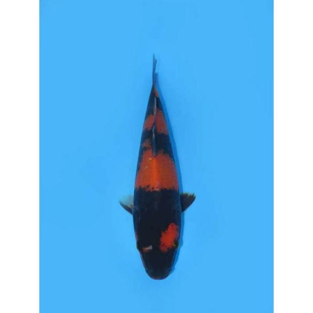 Hi Utsuri Strong - 24cm Male