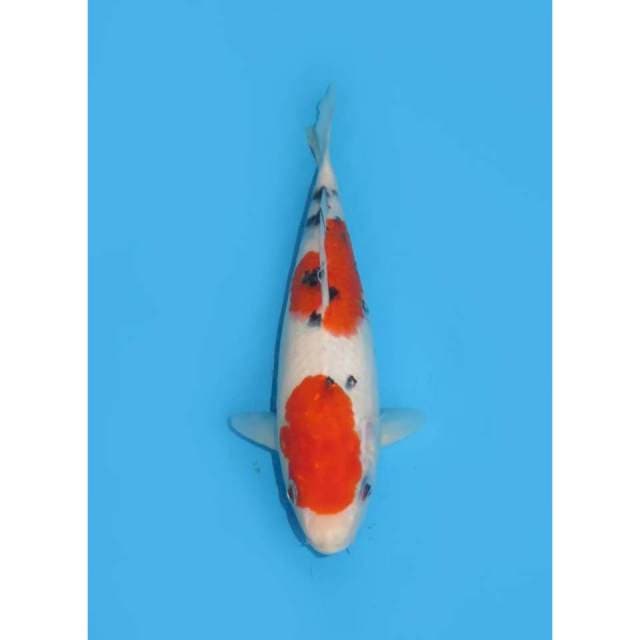 Sanke Nidan - 27cm Female