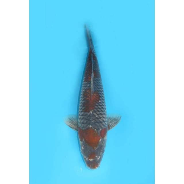 Ochiba Shigure - 34cm Male