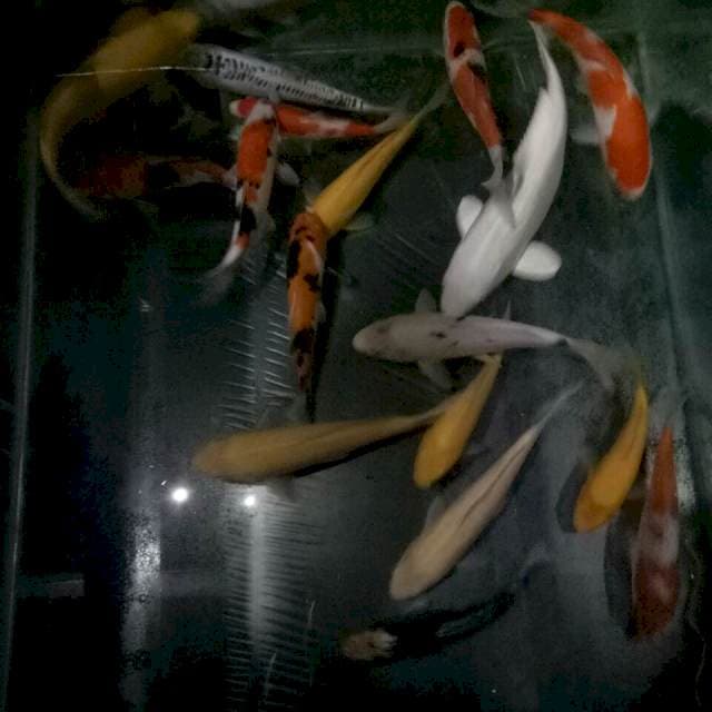 Mix koi size 16-30 cm