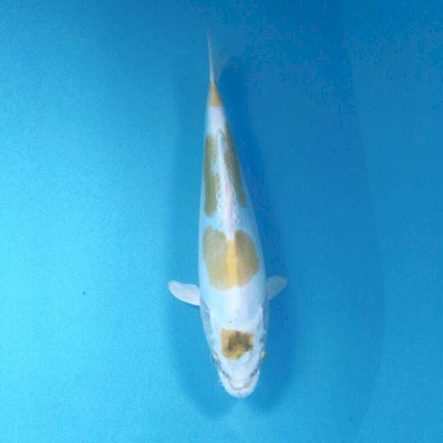 Hariwake Doitsu Murni, 25 cm