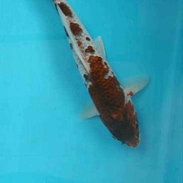 Goromo