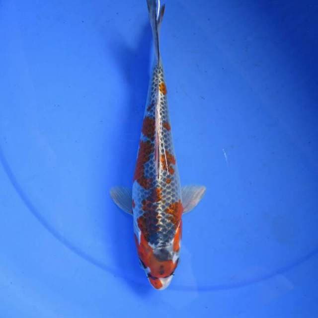 Goshiki