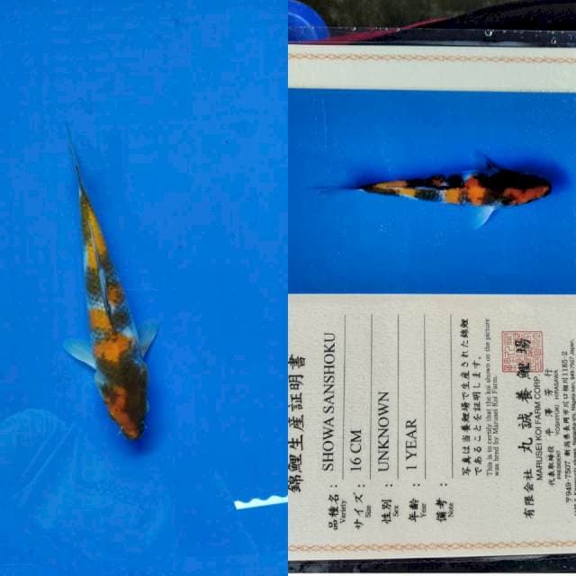 Showa import marusei