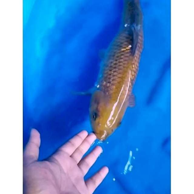 Cagoi munuk super jinak 46cm