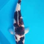 JUMBO GOROMO 38 CM