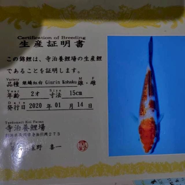 Kohaku gindrin teradomari