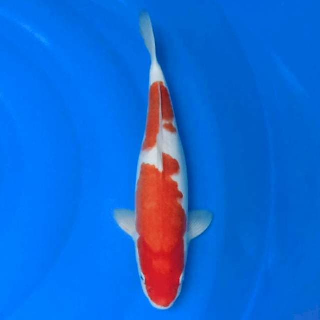 Kohaku body bagus