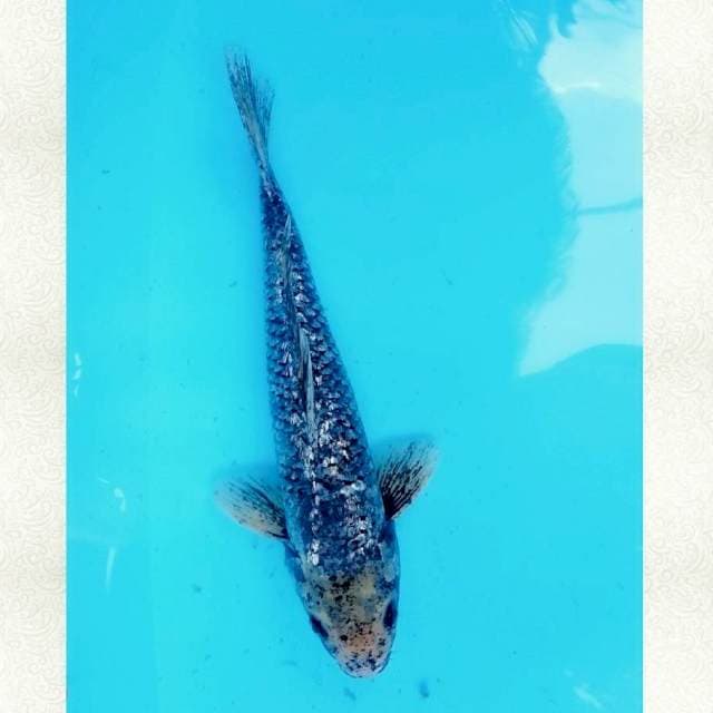 Matsukawabake ginrin 33cm