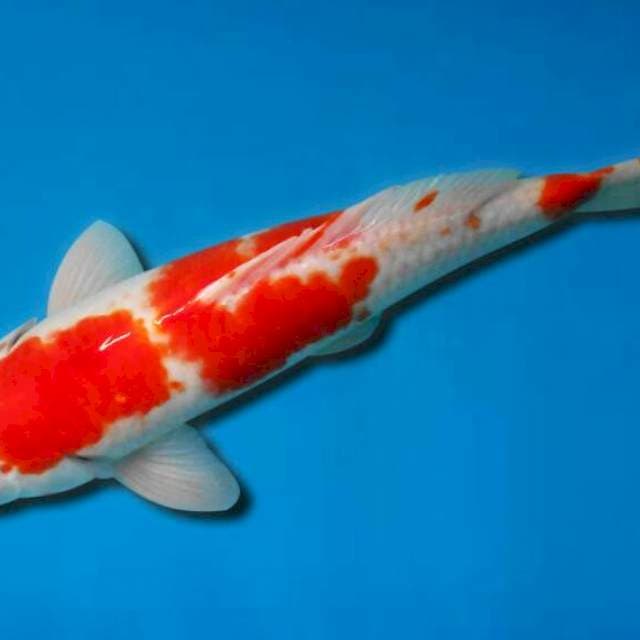 Kohaku jumbo original 41 cm