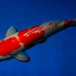 Kohaku jumbo original 41 cm