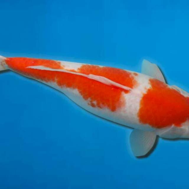 Kohaku original Female 36 cm
