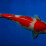 Kohaku original Female 36 cm