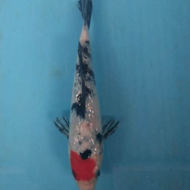 Tancho Sanke Original 19cm