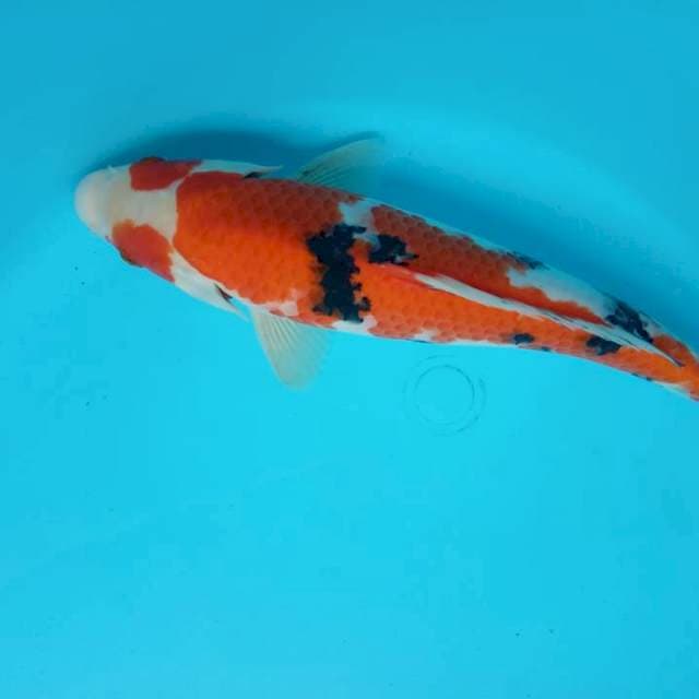 Kacamata sanke