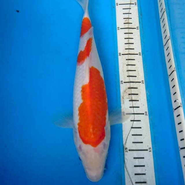 KOHAKU