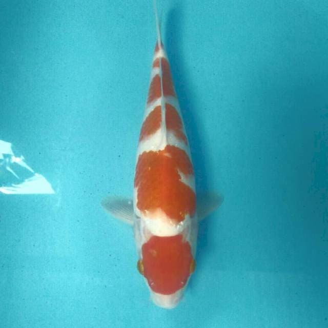 Maruten Kohaku, Male 30 cm