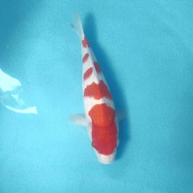 Kohaku, Male 33 cm