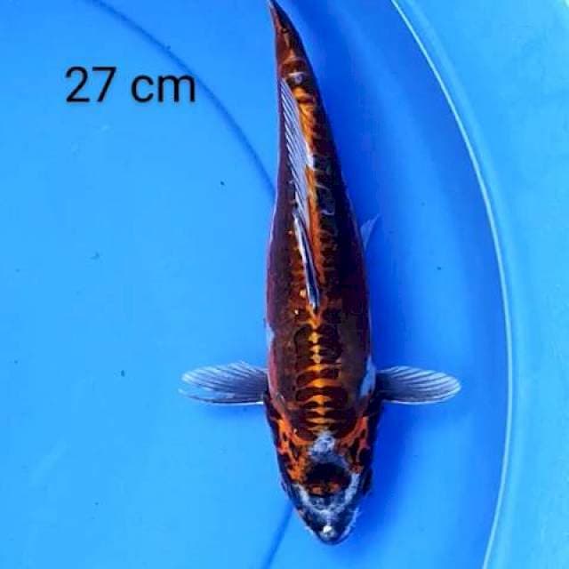 Kiko 27 cm