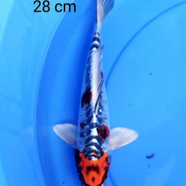 Kujaku doits 28 cm