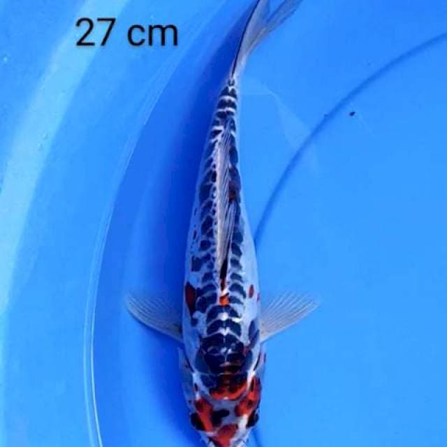 Doitsu 27 cm