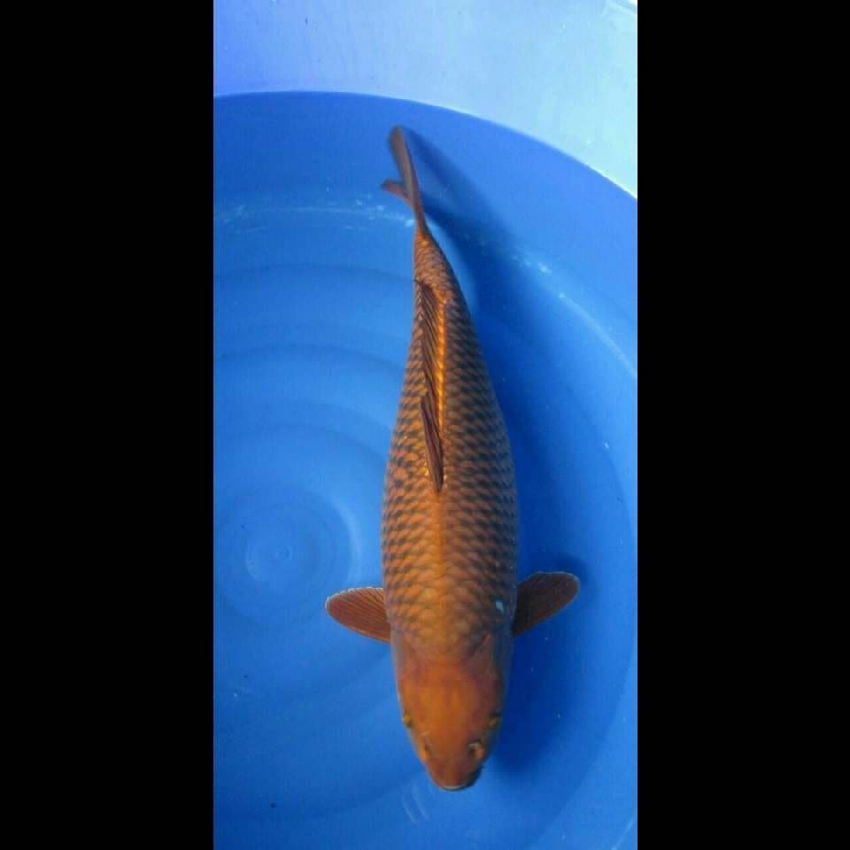 Cagoi tembaga murni F1