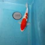 Kohaku anakan showa red strong