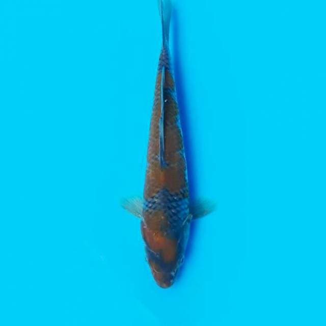 Ochiba 20cm
