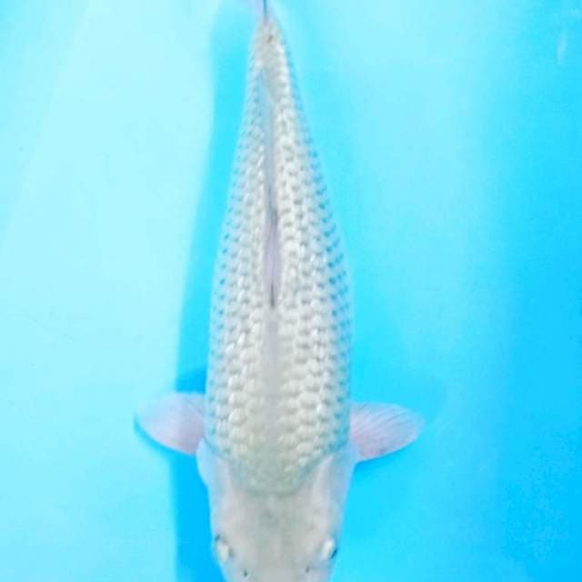 Badak bling bling36cm male
